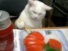 SUSHI CAT.jpg